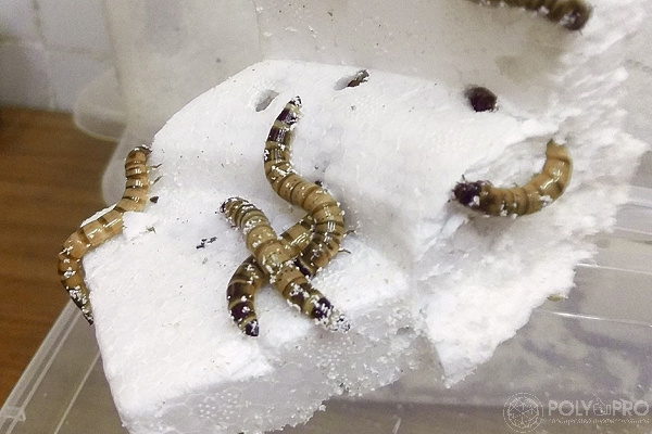 Ученые ЛЭТИ обнаружили поедающих пенополистирол гусениц