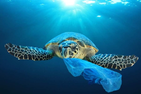 В Карибском бассейне начал действовать запрет на одноразовый пластик