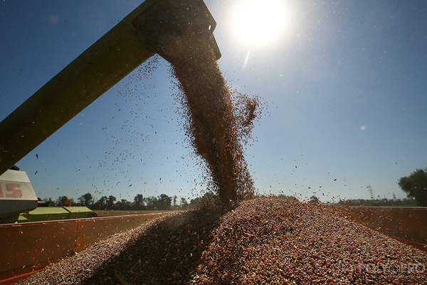 В Красноярском крае будут производить биопластик из пшеницы